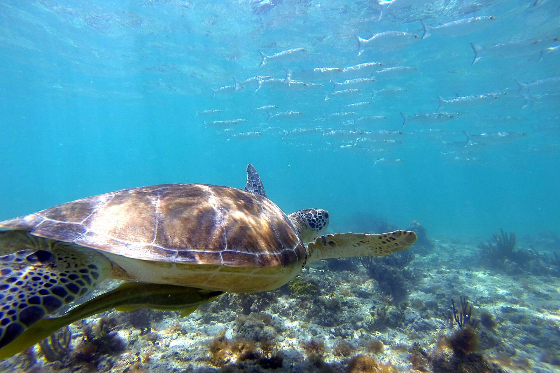 Akumal